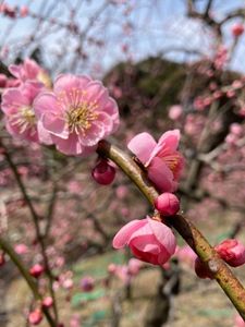 大縣神社 5枚目