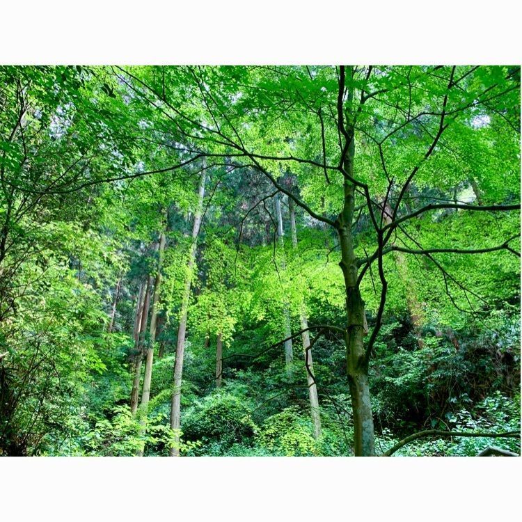 96_take4さんが投稿したえひめ森林公園に関する口コミの画像