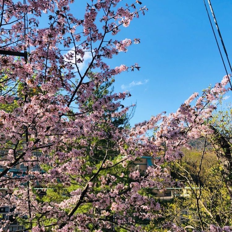 miiさんが投稿した定山渓に関する口コミの画像