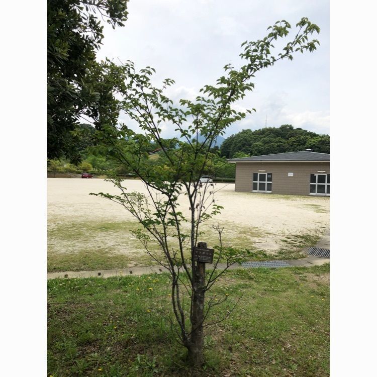 花❁⃘華  さんが投稿した砥部町陶街道ゆとり公園に関する口コミの画像