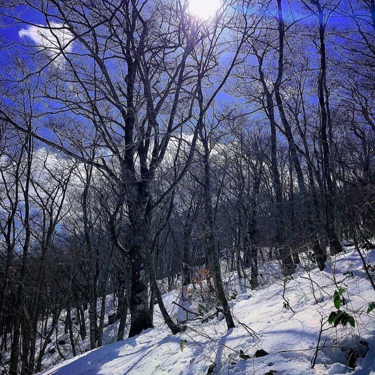 ＤＪゴン太さんが投稿した比婆山に関する口コミの画像