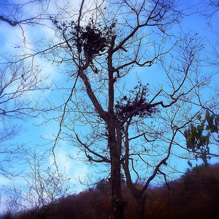 ＤＪゴン太さんが投稿した比婆山に関する口コミの画像