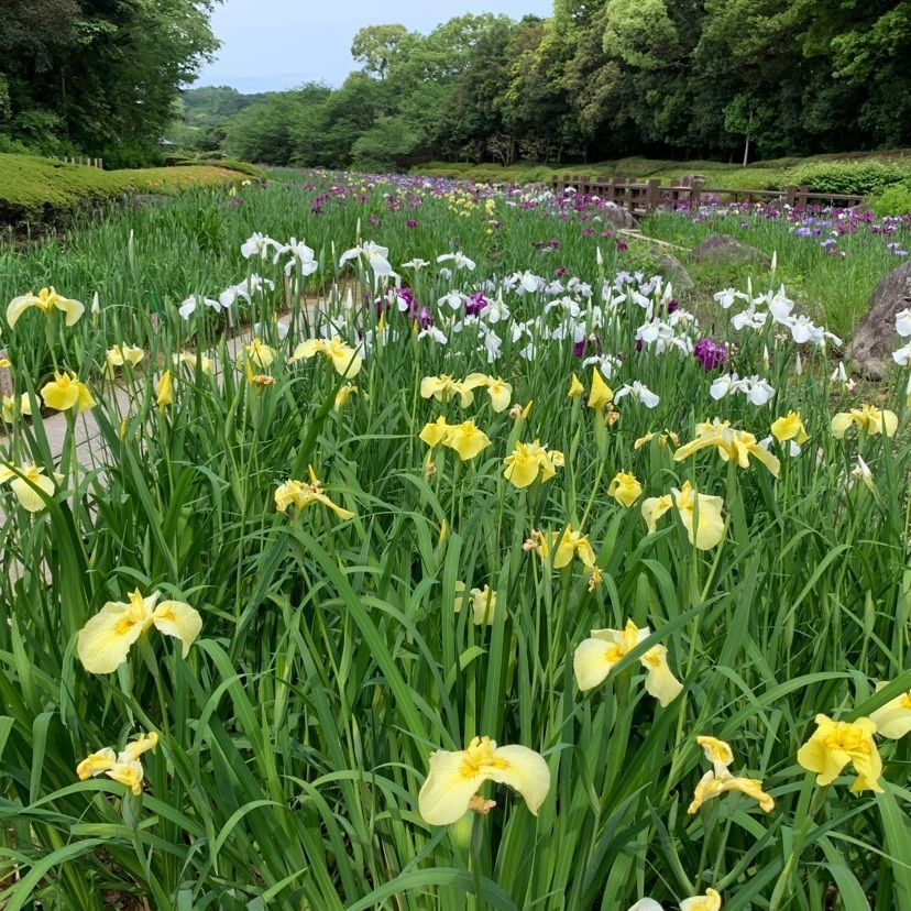 メリーさんが投稿した南楽園花ショウブに関する口コミの画像
