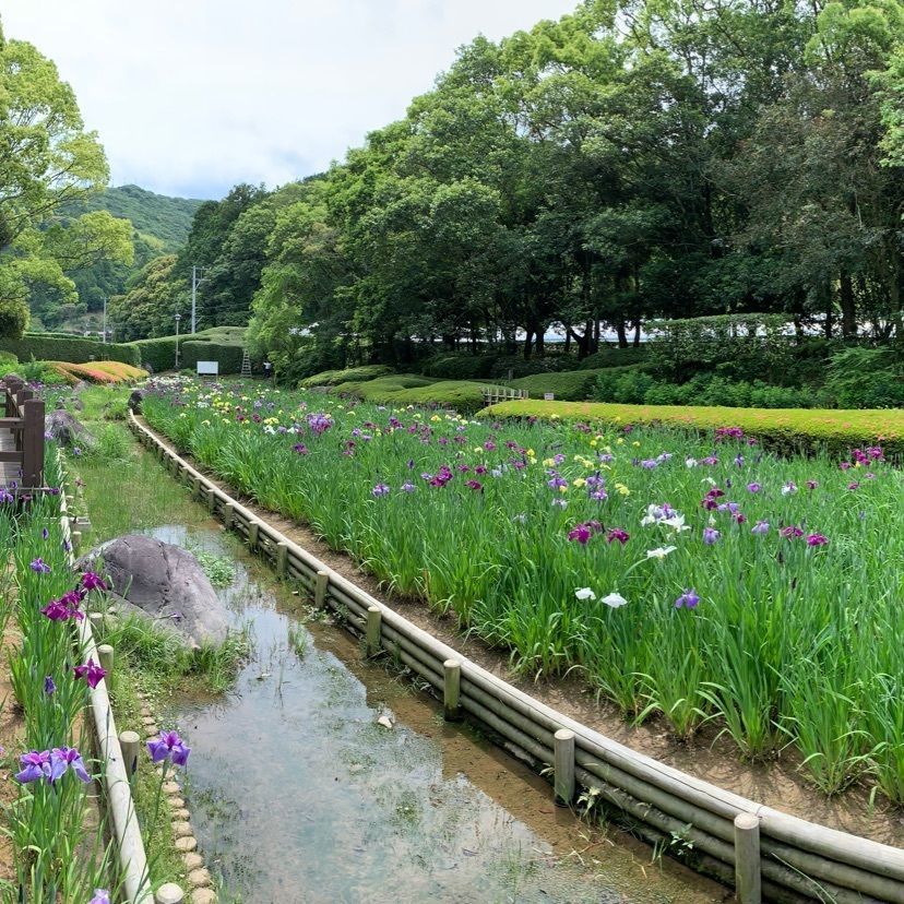 メリーさんが投稿した南楽園花ショウブに関する口コミの画像