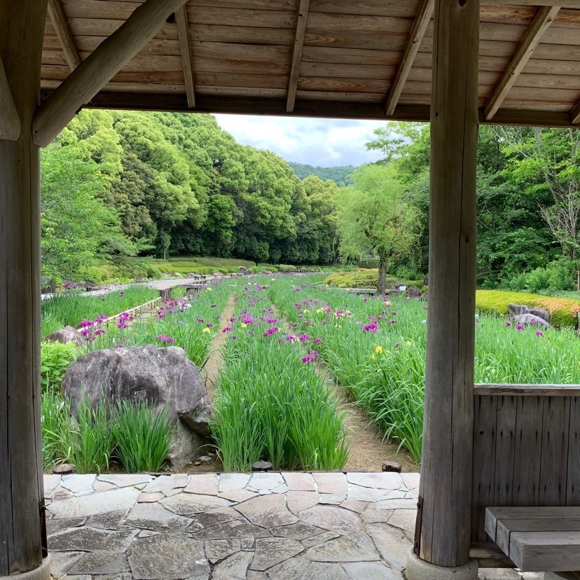 メリーさんが投稿した南楽園花ショウブに関する口コミの画像