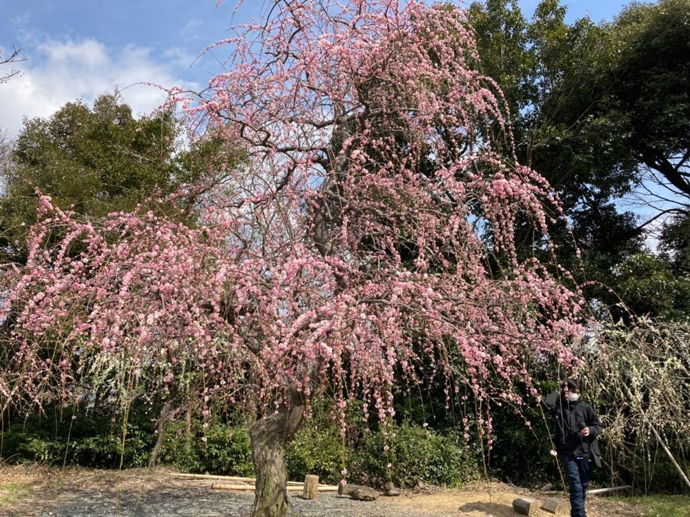 Howl Monさんが投稿した龍尾神社に関する口コミの画像