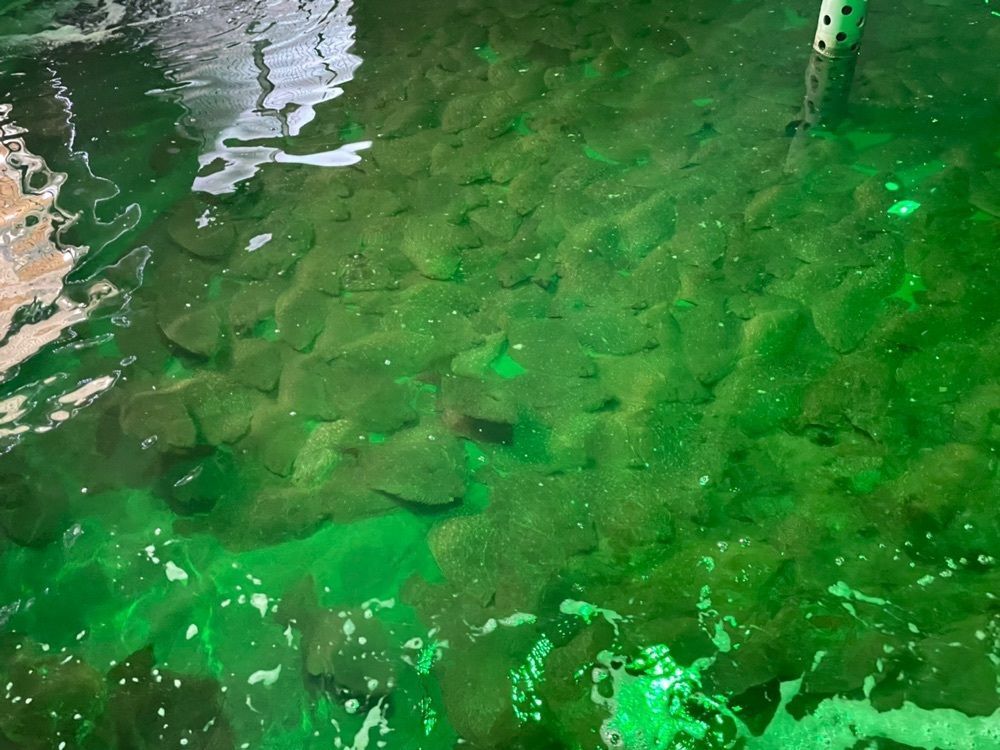 みーなさんが投稿した笠戸島に関する口コミの画像