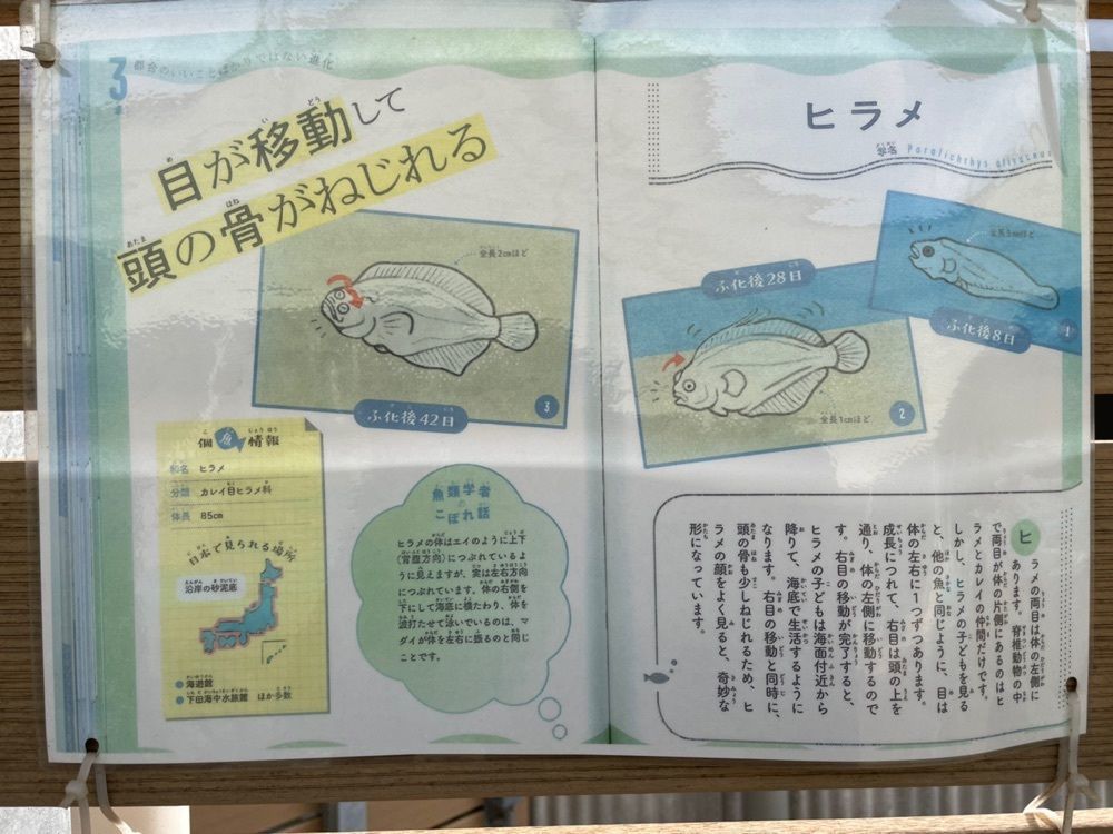 みーなさんが投稿した笠戸島に関する口コミの画像