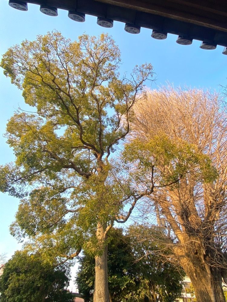 miinoさんが投稿した宗仲寺に関する口コミの画像