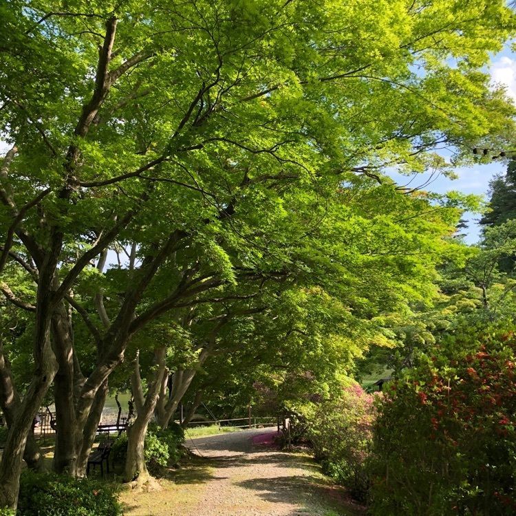 choco mintさんが投稿した花と歴史の郷蛇の鼻に関する口コミの画像
