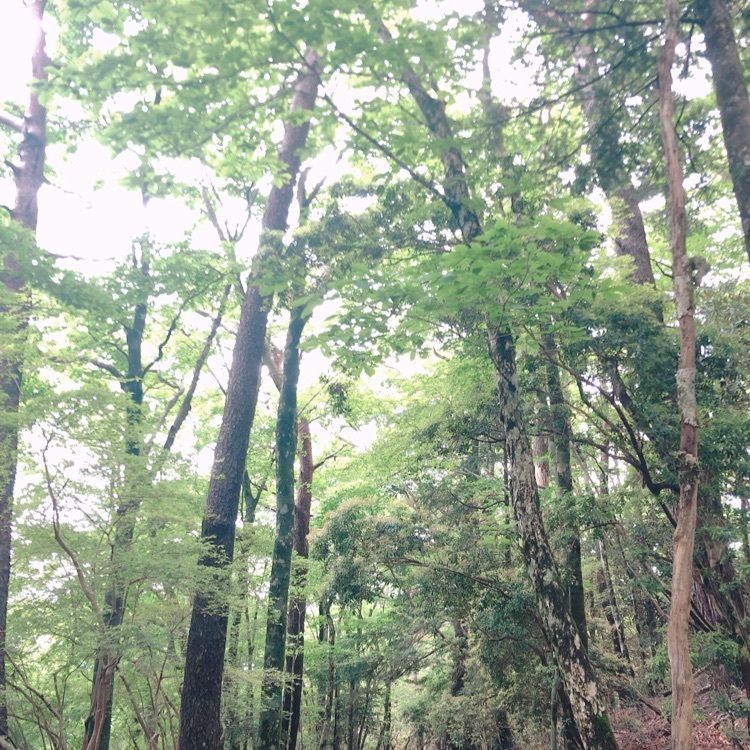 Natsuさんが投稿した玉置山に関する口コミの画像