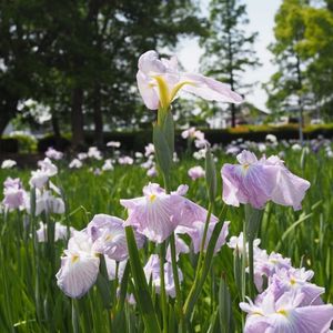 油ケ渕遊園地花しょうぶ園 2枚目
