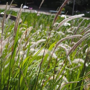 油ケ渕遊園地花しょうぶ園 3枚目