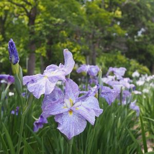 油ケ渕遊園地花しょうぶ園 4枚目