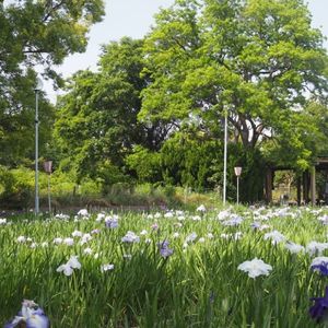 油ケ渕遊園地花しょうぶ園 5枚目