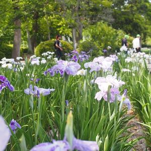 油ケ渕遊園地花しょうぶ園 6枚目