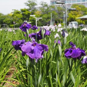 油ケ渕遊園地花しょうぶ園 7枚目