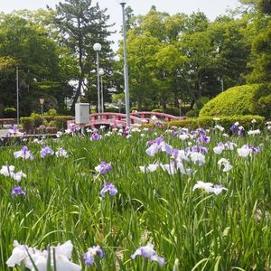 油ケ渕遊園地花しょうぶ園 8枚目