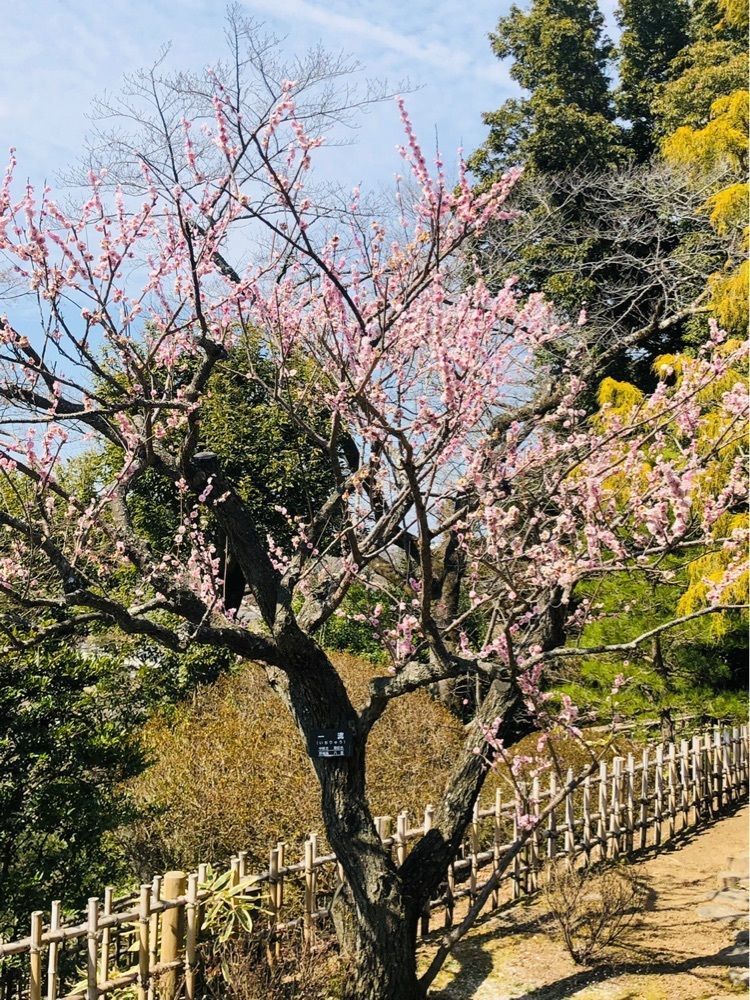 miiさんが投稿した樂（cafe raku）に関する口コミの画像