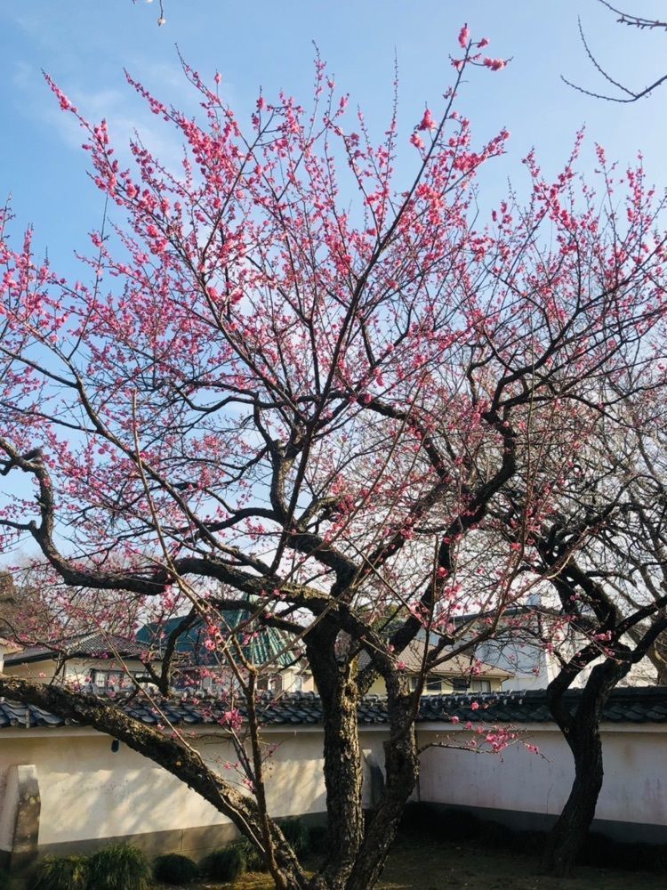 miiさんが投稿した弘道館公園の梅に関する口コミの画像