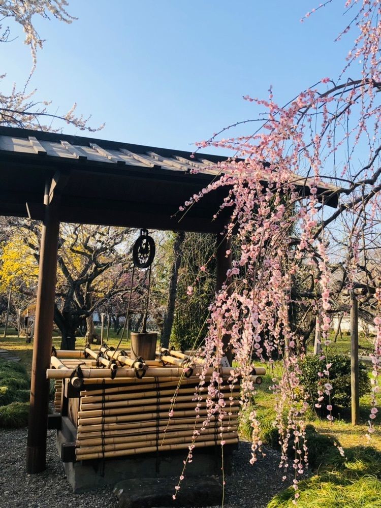 miiさんが投稿した弘道館公園の梅に関する口コミの画像