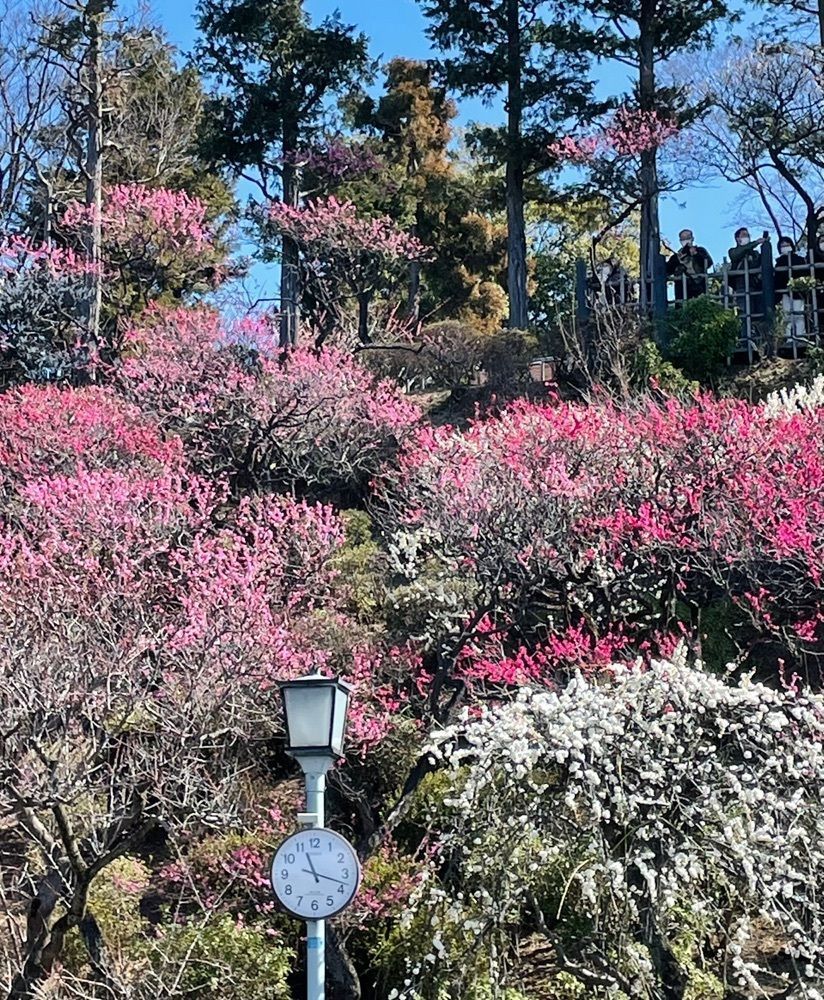 active34さんが投稿した池上梅園に関する口コミの画像