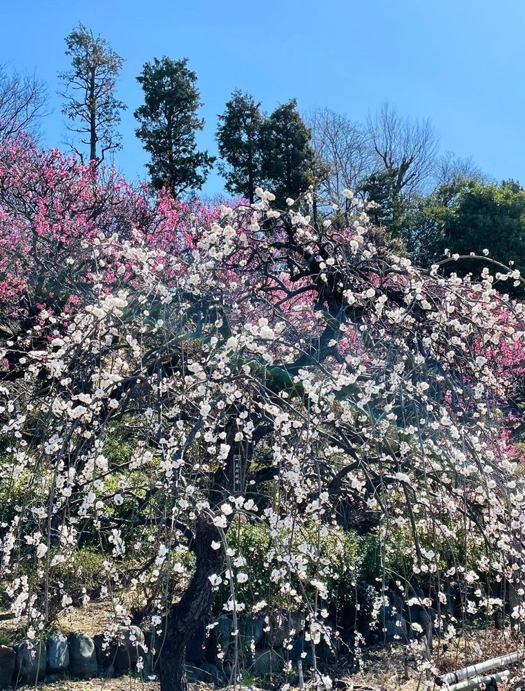 active34さんが投稿した池上梅園に関する口コミの画像