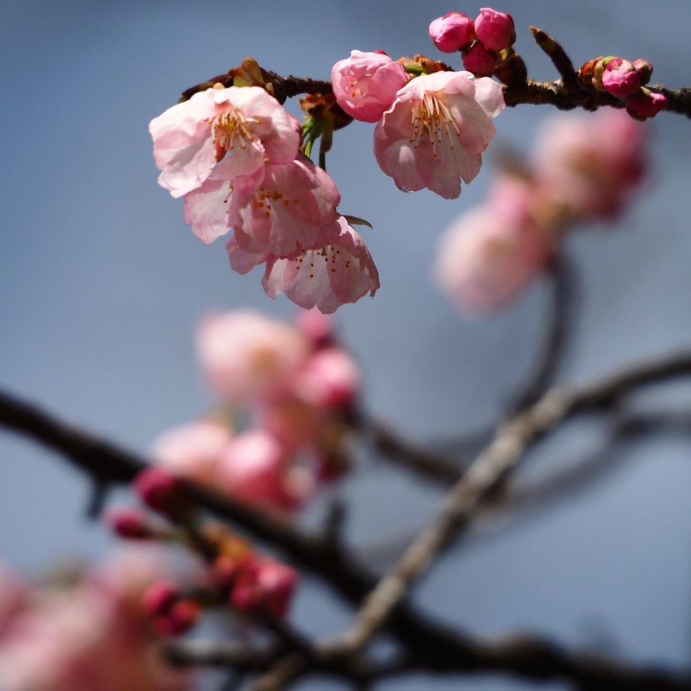 Shoさんが投稿した根本山の桜に関する口コミの画像