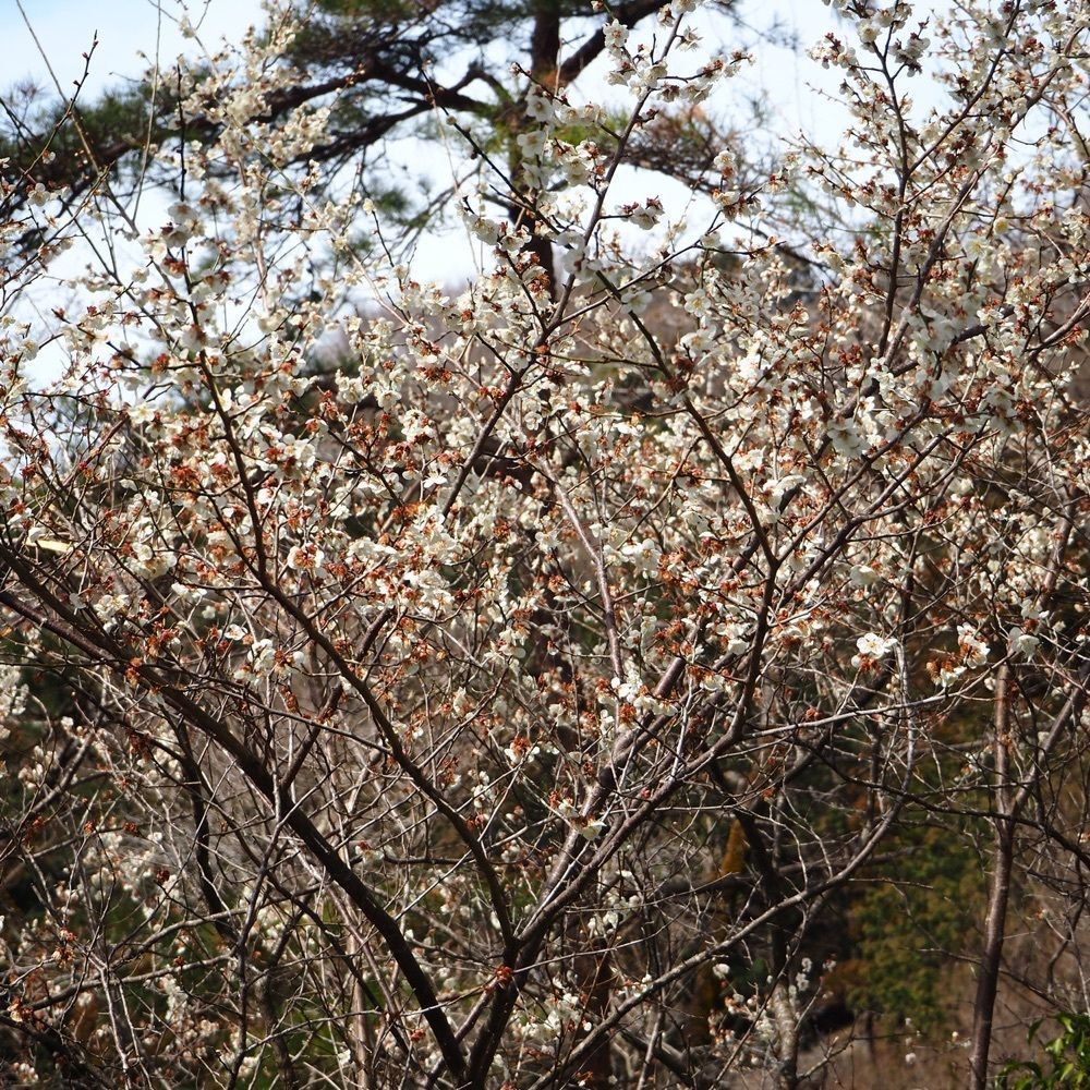 Shoさんが投稿した根本山の桜に関する口コミの画像