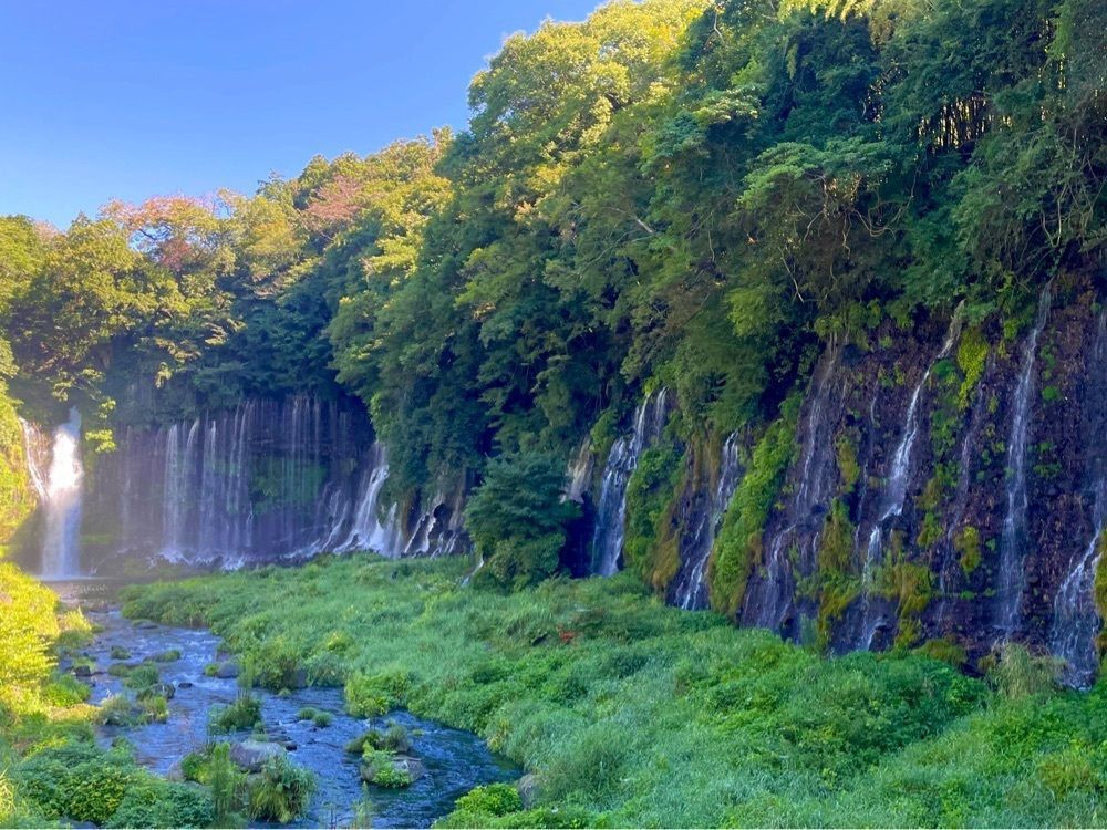 リリーの画像