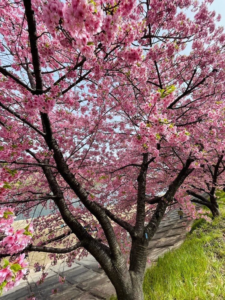 ダルマ大使さんが投稿した徳川園 ショップ葵に関する口コミの画像