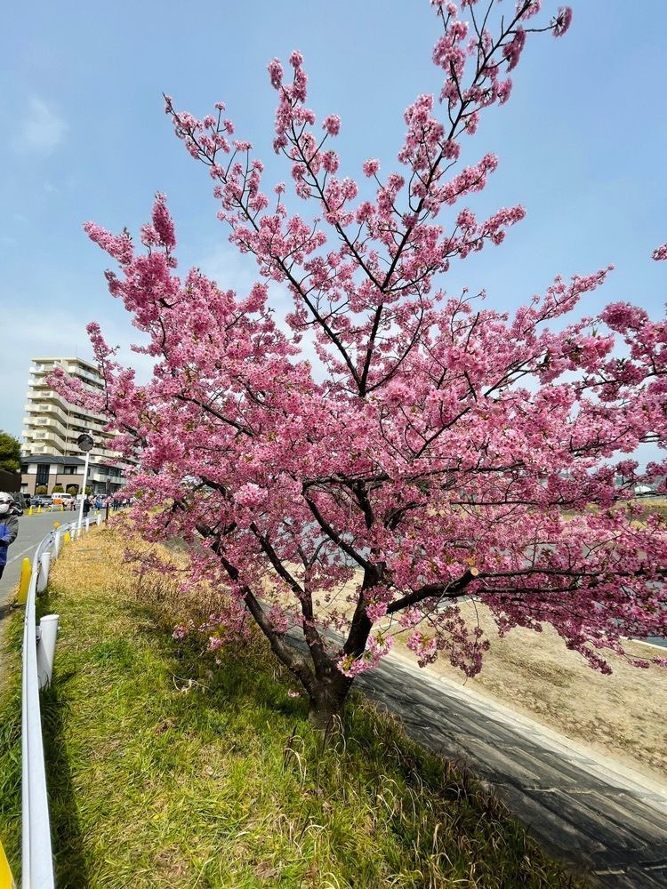 ダルマ大使さんが投稿した徳川園 ショップ葵に関する口コミの画像