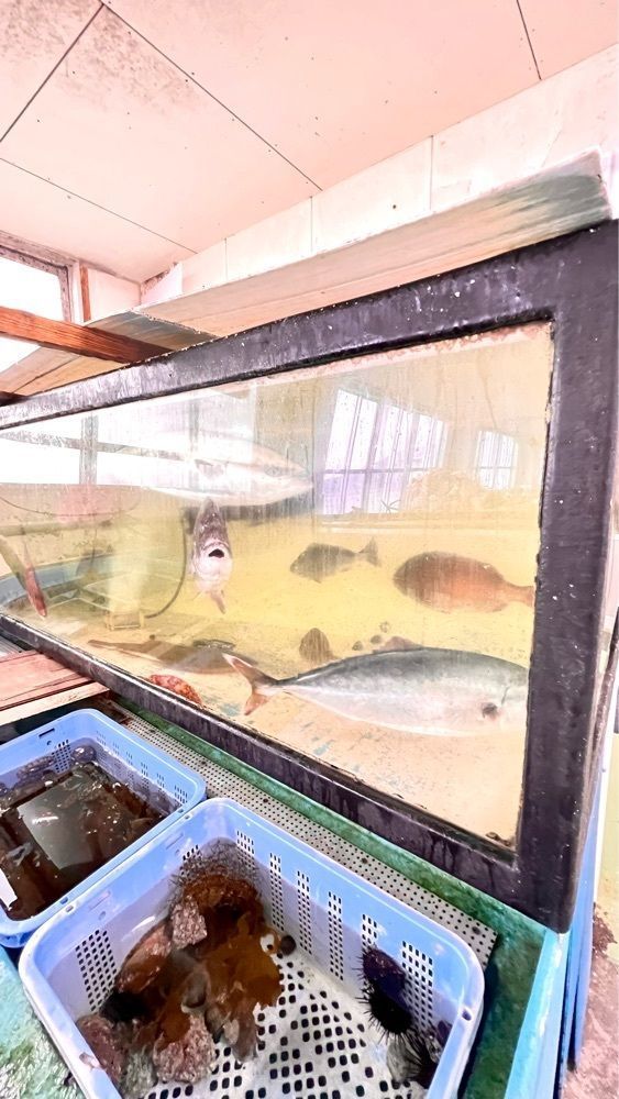 Rhapsodyさんが投稿した天草生うに本舗丸健水産・イルカウォッチングセンターに関する口コミの画像