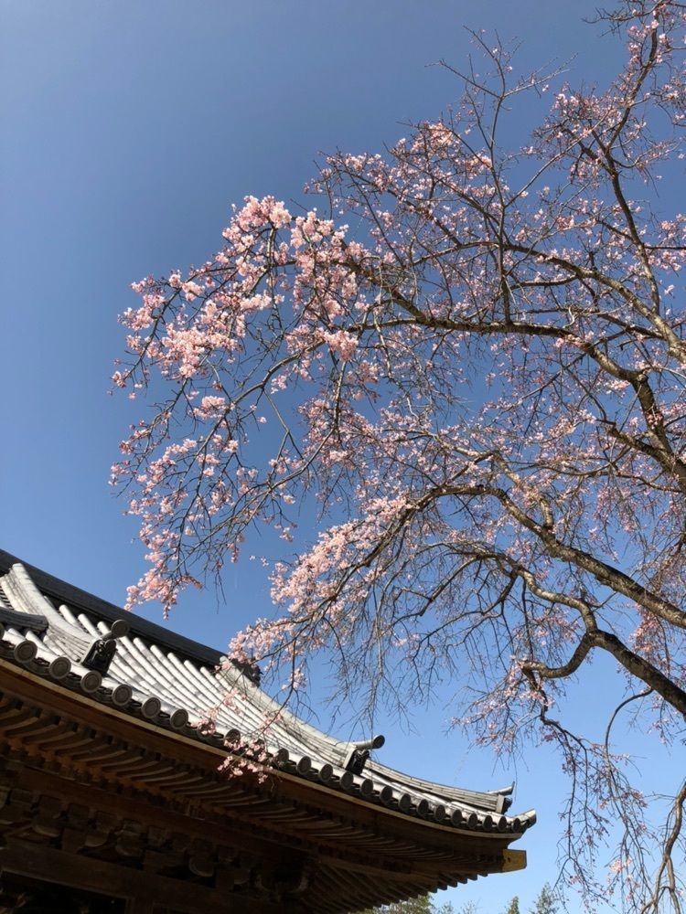 Nさんが投稿した武田晴信室三条氏墓に関する口コミの画像