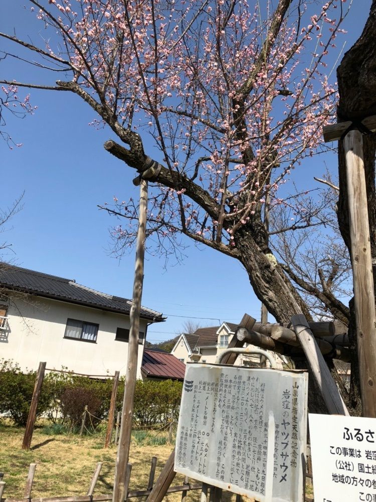 Nさんが投稿した武田信玄の墓に関する口コミの画像