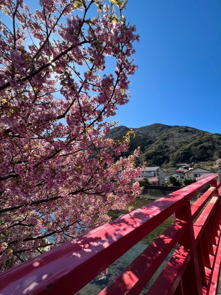 calm_showtime_4322さんが投稿した河津桜に関する口コミの画像