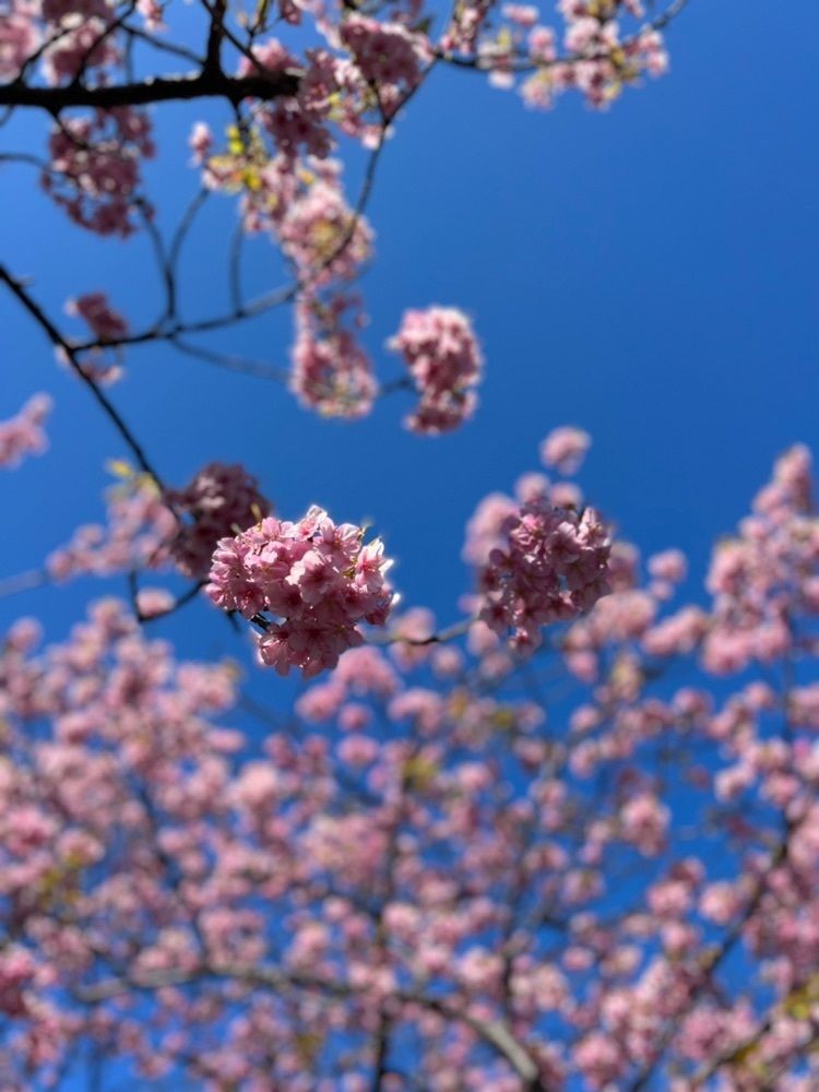 calm_showtime_4322さんが投稿した河津桜に関する口コミの画像