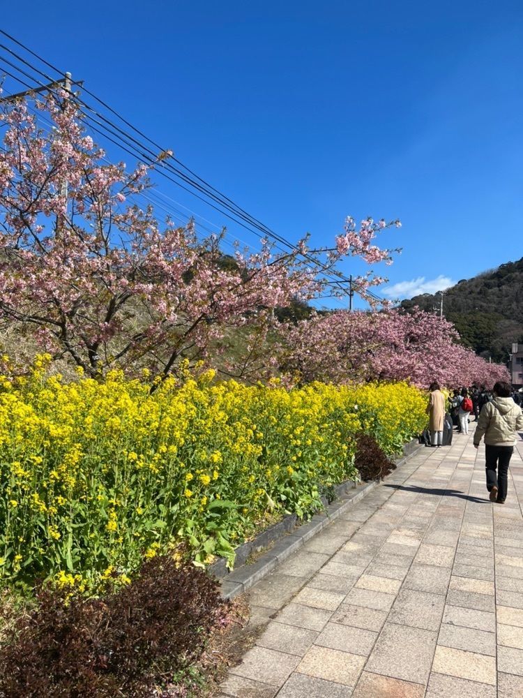 calm_showtime_4322さんが投稿した河津桜に関する口コミの画像