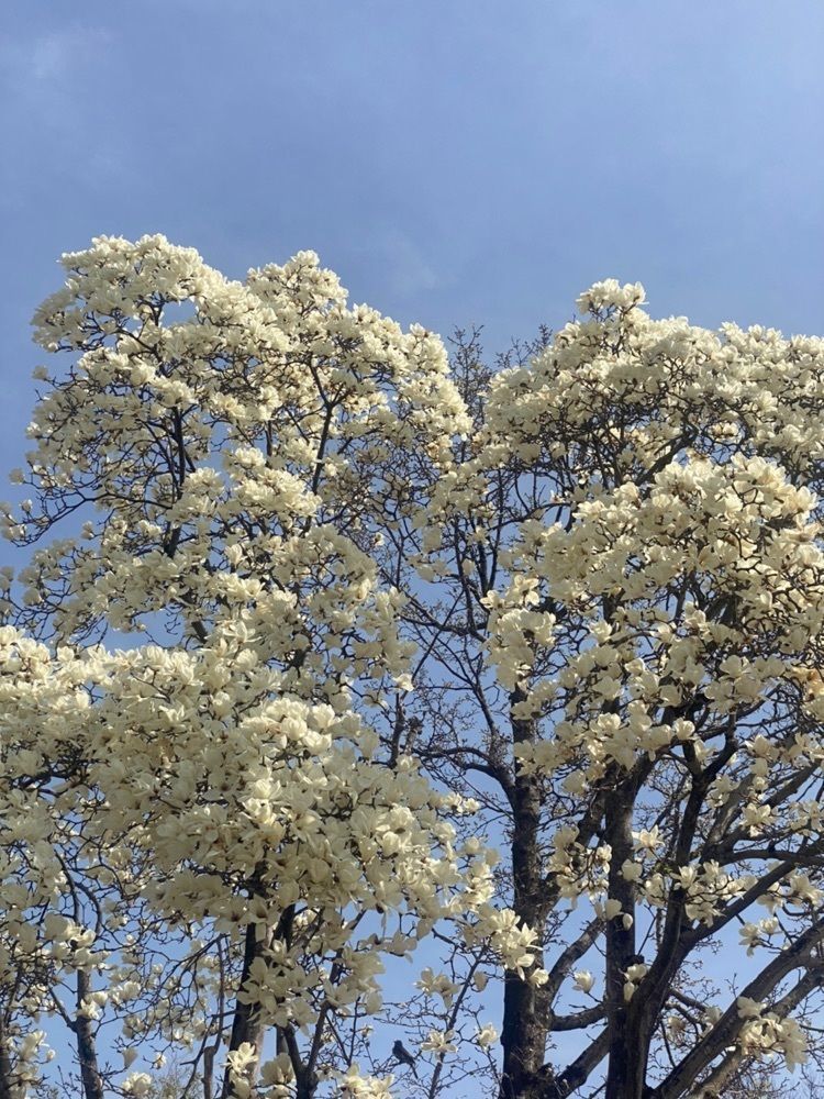 miinoさんが投稿した桶川市べに花ふるさと館に関する口コミの画像