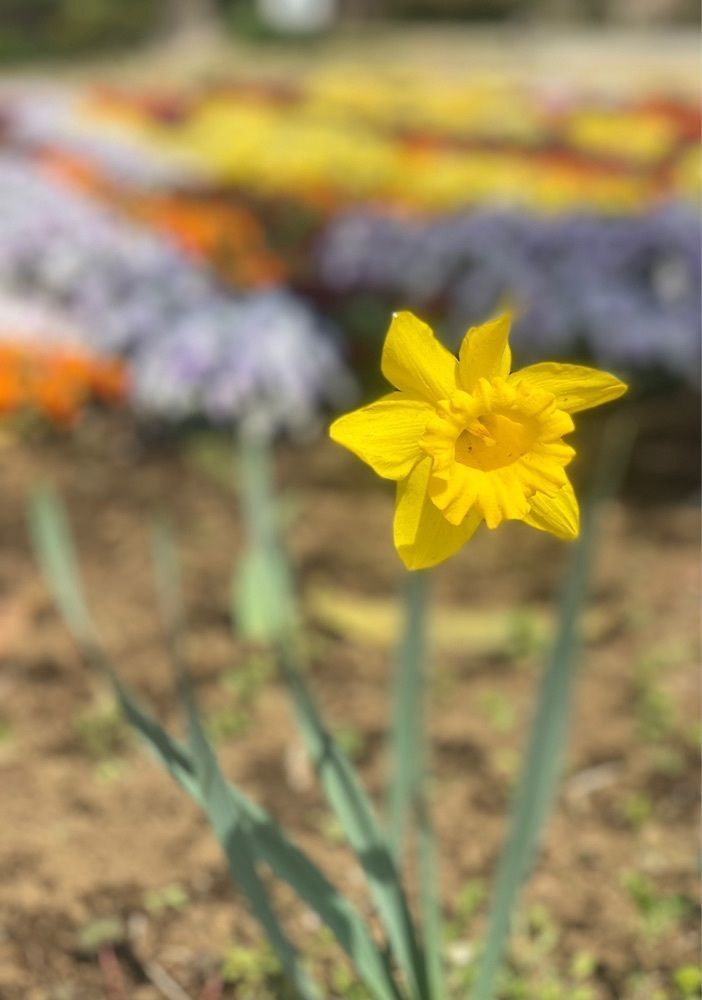 miinoさんが投稿した桶川市べに花ふるさと館に関する口コミの画像