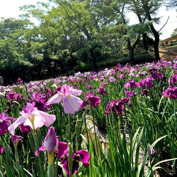 noraさんが投稿した阿波岐原森林公園のハナショウブに関する口コミの画像