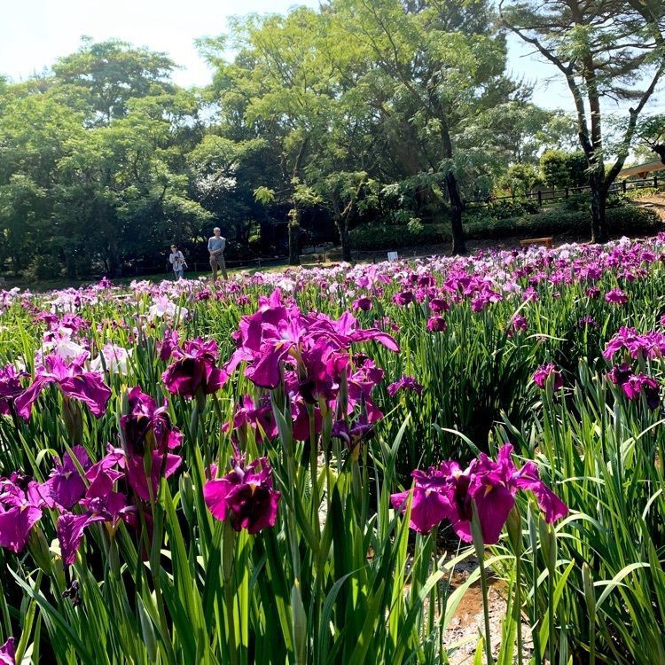 noraさんが投稿した阿波岐原森林公園のハナショウブに関する口コミの画像