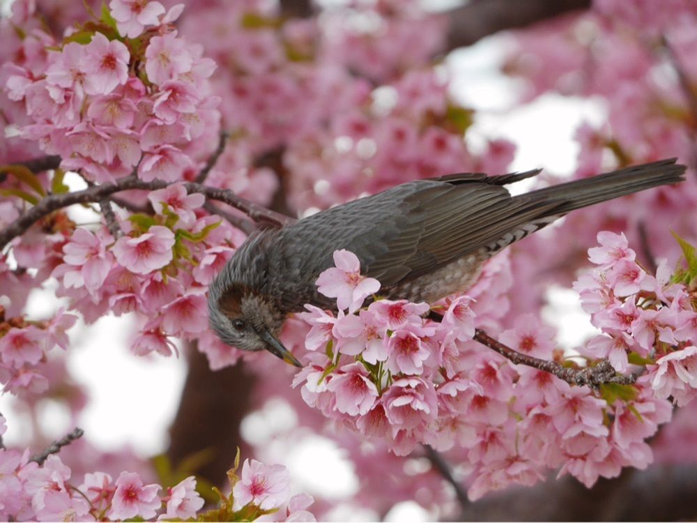 フラミンゴさんが投稿した赤穂城南緑地公園に関する口コミの画像