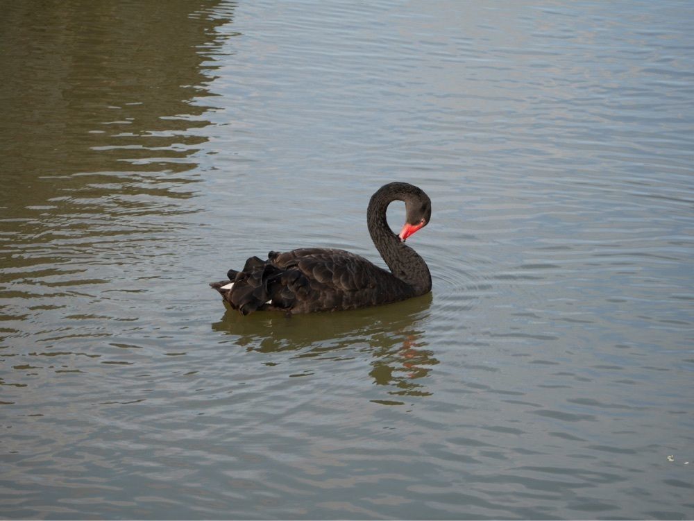 フラミンゴさんが投稿した赤穂城南緑地公園に関する口コミの画像
