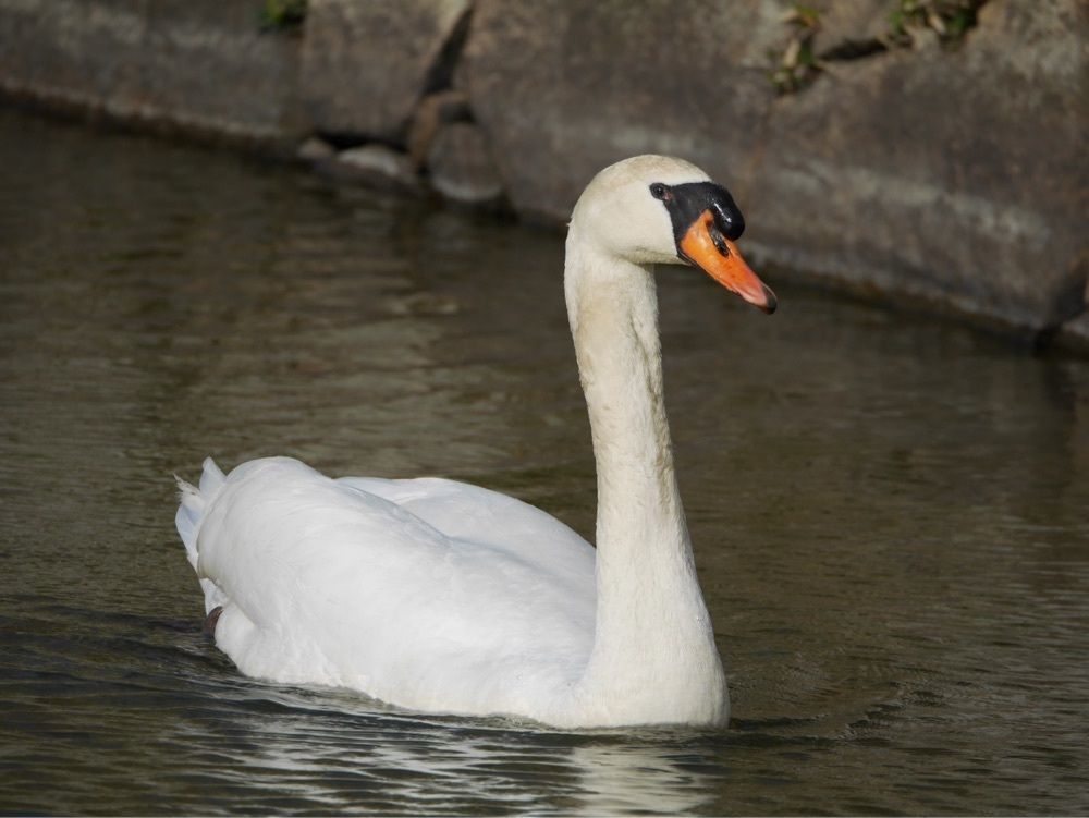 フラミンゴさんが投稿した赤穂城南緑地公園に関する口コミの画像