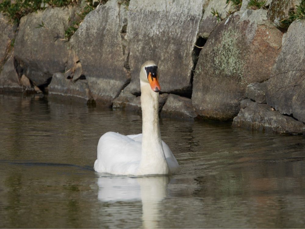 フラミンゴさんが投稿した赤穂城南緑地公園に関する口コミの画像