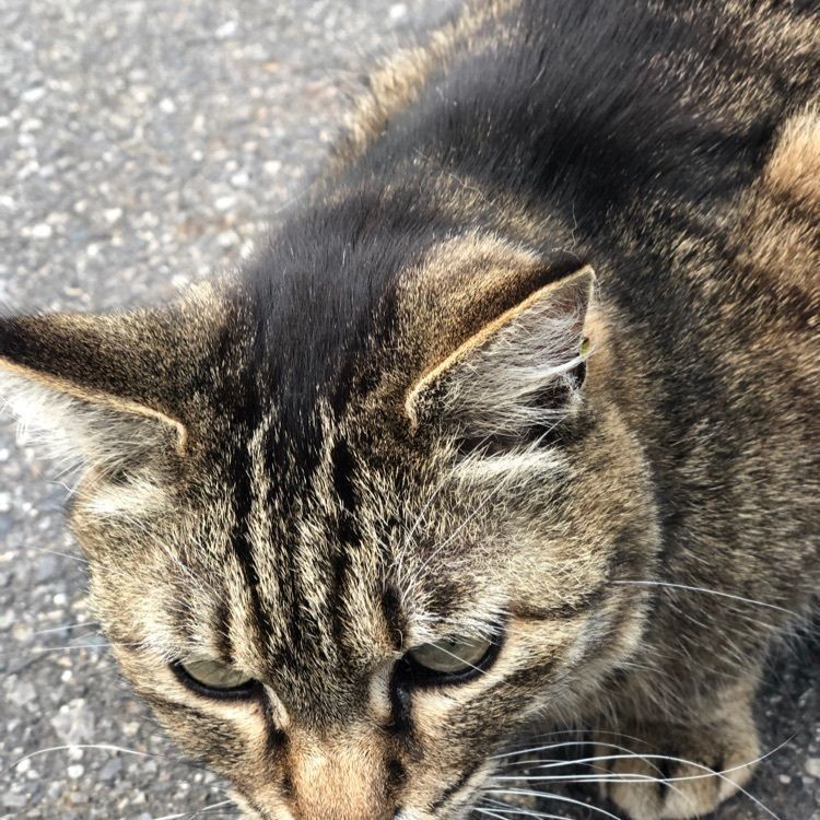 cookietakaさんが投稿した龍泉寺に関する口コミの画像