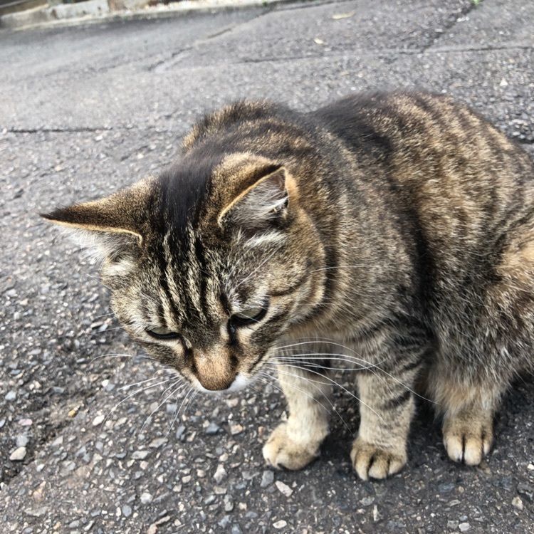 cookietakaさんが投稿した龍泉寺に関する口コミの画像