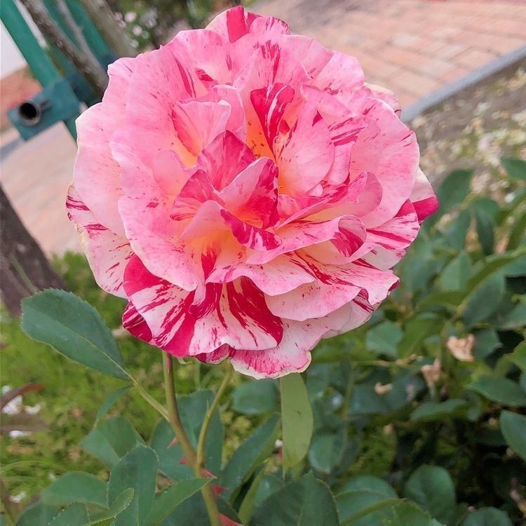 mimiさんが投稿した冠山総合公園に関する口コミの画像