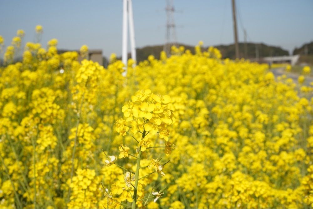 mt0130さんが投稿したみやこ町に関する口コミの画像